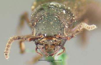 Media type: image;   Entomology 7276 Aspect: head frontal view